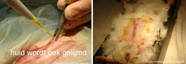 Sterilisatie cavia